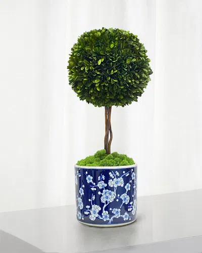 Winward Home Preserved Boxwood Ball Topiary In Round Porcelain Vase - 24" In Blue
