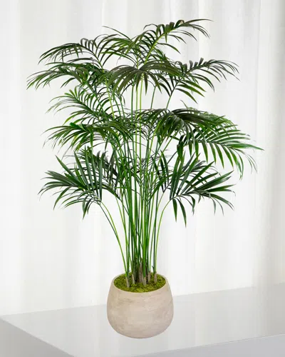 Winward Kentia Large Palm In Planter