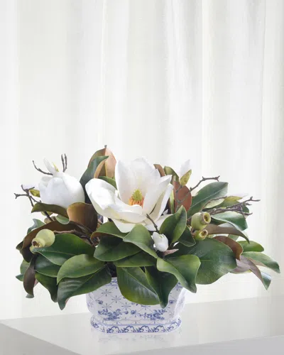 Winward Magnolia In Pot