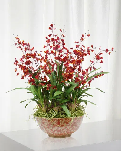 Winward Oncidium Orchid In Long Life Bowl