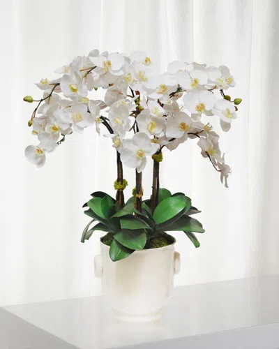 Winward Phalaenopsis In Cache Pot