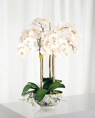 Winward Phalaenopsis In Rose Trellis Bowl