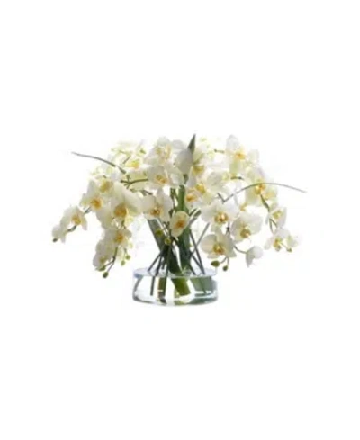 Winward Silks Permanent Botanicals Phalaenopsis In Glass In White