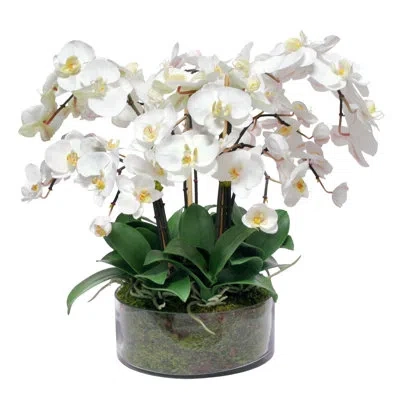 Winward Silks Phalaenopsis Orchid Centerpiece In Open Cylinder In White