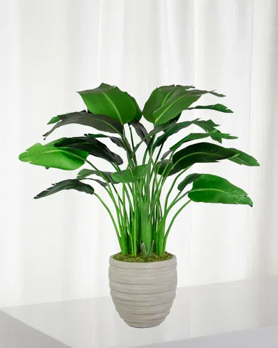 Winward Travelers Small Palm In Pot
