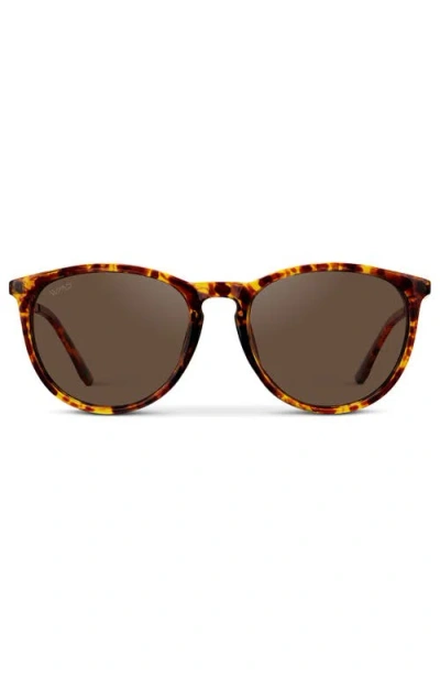 Wmp Eyewear Drew In Brown
