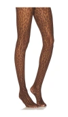 Wolford Leo Lace Tights In 焦茶色