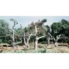Woodland Scenics 3 In. To 4 In. Dead Trees, Tree Kit - 5 Piece