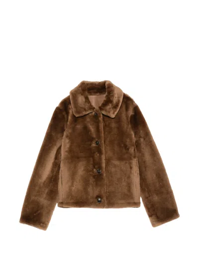 Yves Salomon Short Shearling Classic Collar Jacket In Brown