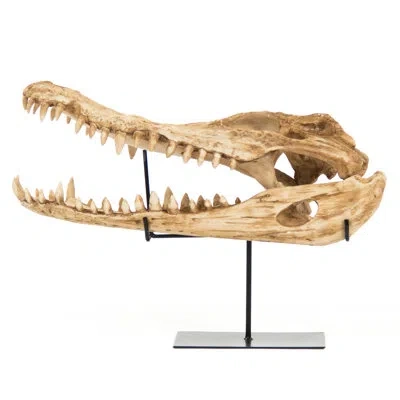 Zentique Alligator Skull With Base Wall Décor In Gold;cream