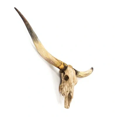 Zentique Bull Skull Wall Décor In Brown;cream