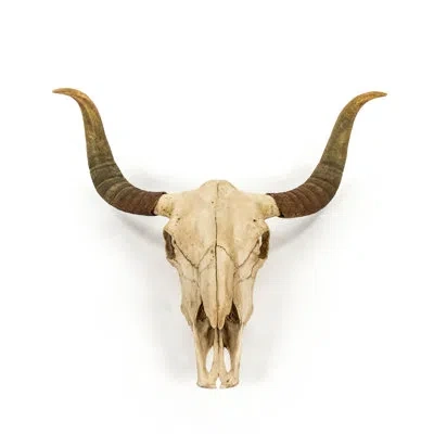 Zentique Bull Skull Wall Décor In Gold;cream