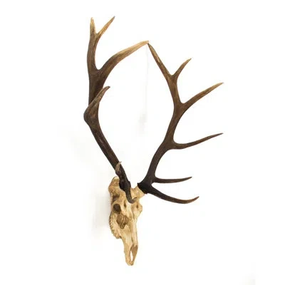 Zentique Deer Skull Wall Décor In Gold;cream