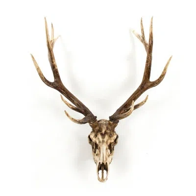 Zentique Deer Skull Wall Décor In Gold;cream