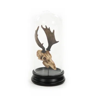 Zentique Deer Skull With Bel Glass Sculpture In Black;tan
