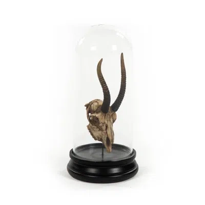 Zentique Goat Skull With Bel Glass Sculpture In Black;tan