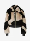 Zimmermann Illustration Swirl Shearling Fur Jacket In Beige