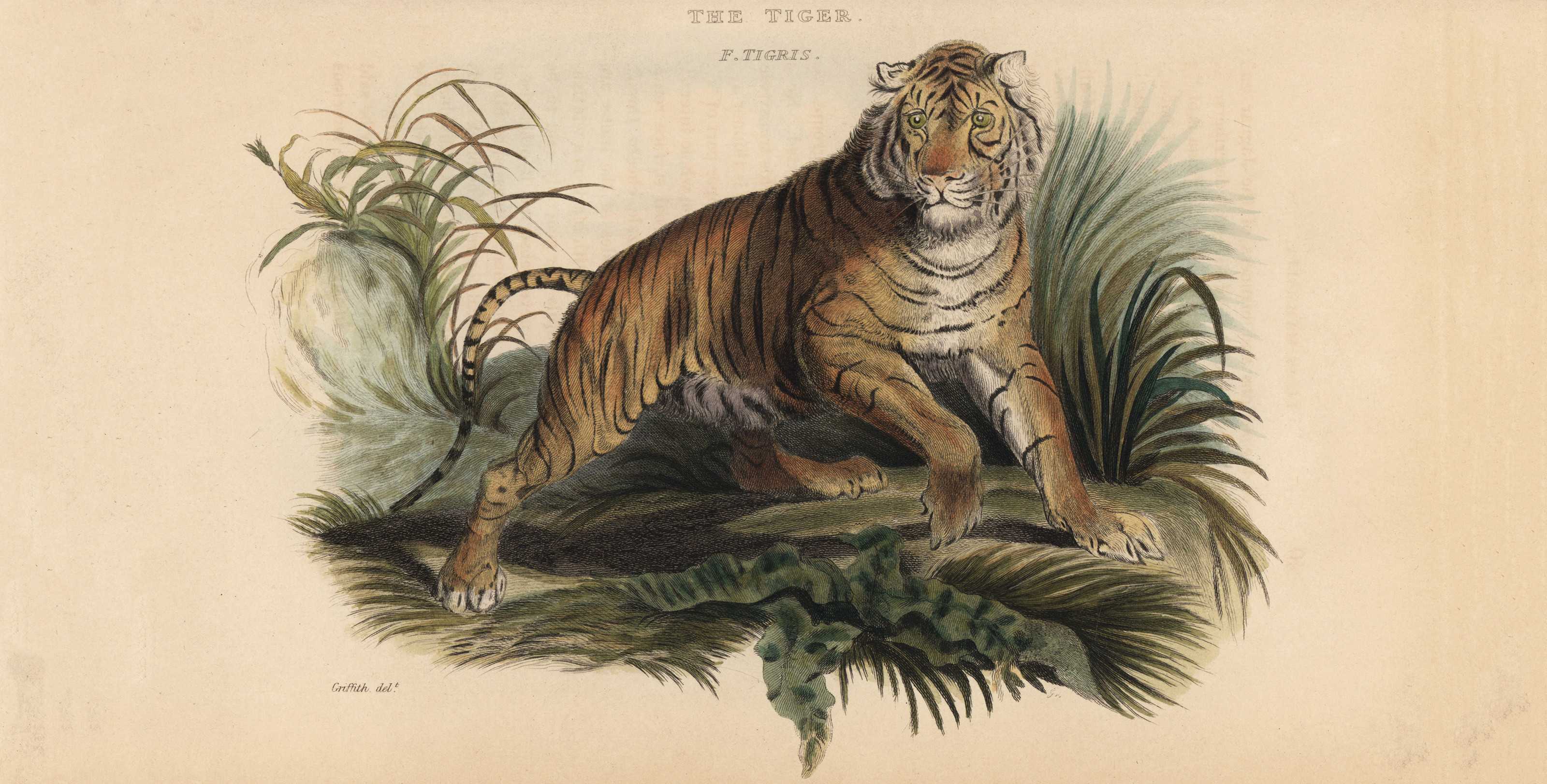 THE RAJAH BAG
