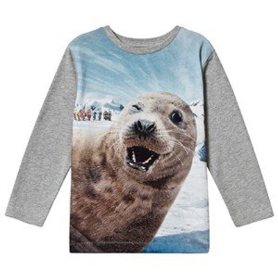 Shop Molo Blue Seal-fie Rexol T-shirt In Grey