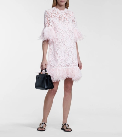 Shop Dolce & Gabbana Feather-trimmed Lace Minidress In Pink