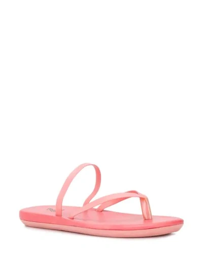 Shop Ancient Greek Sandals Strappy Flip Flops In Pink