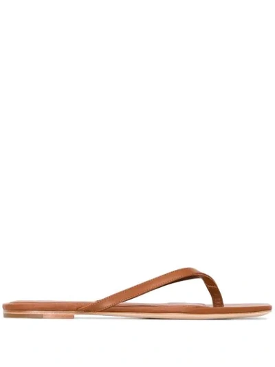 Shop Studio Amelia Flat Flip-flop Sandals In Brown