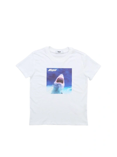 Shop Msgm Shark Print T-shirt In White