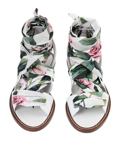 Dolce & Gabbana Sandals In White