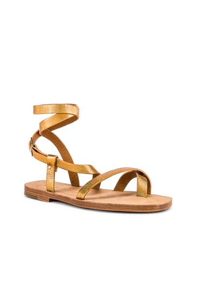 Shop Alumnae Gladiator Capri Sandal In Metallic Bronze