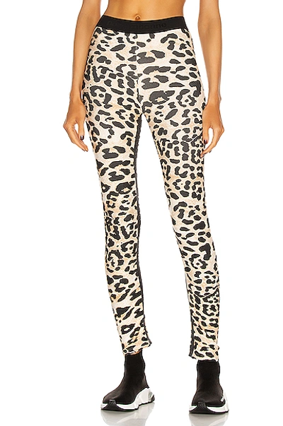 Shop Paco Rabanne Printed Legging In Leopard