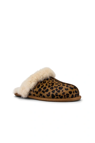 Shop Ugg Scuffette Ii Leopard Slipper In Natural
