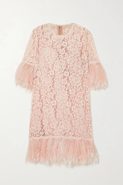 Shop Dolce & Gabbana Feather-trimmed Cotton-blend Guipure Lace Mini Dress In Pink