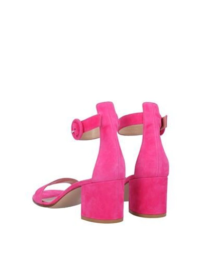 Gianvito Rossi Sandals In Fuchsia