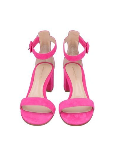 Gianvito Rossi Sandals In Fuchsia