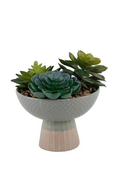 Shop Flora Bunda Grey/beige Succulent Mix Ceramic Planter