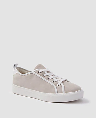 Shop Ann Taylor Natalia Suede Sneakers In Abalone Grey