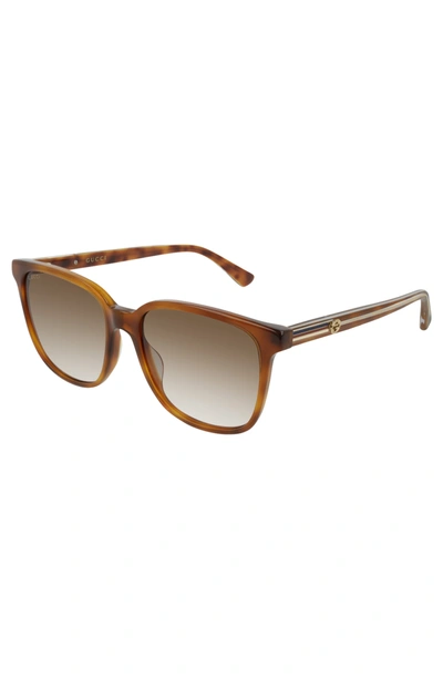 Shop Gucci 54mm Square Sunglasses In Havana/ Brown