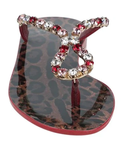 Shop Dolce & Gabbana Woman Thong Sandal Brick Red Size 7 Calfskin