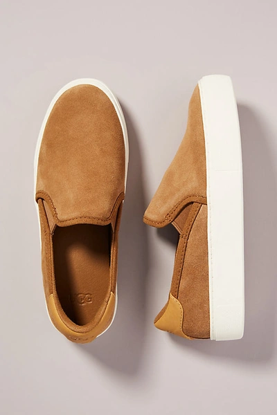 Shop Ugg Cahlvan Slip-on Sneakers In Brown