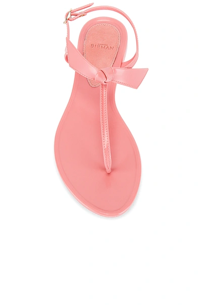 Shop Alexandre Birman Clarita Jelly Sandal In Rose