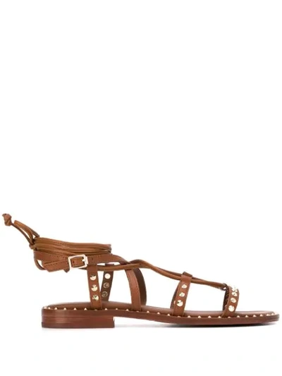 Shop Ash Princess Rockstud Gladiator Sandals In Brown