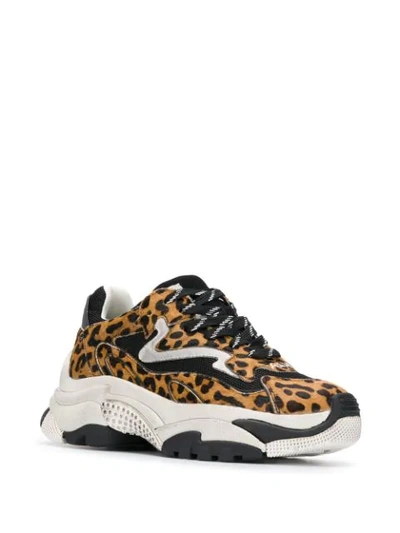 Shop Ash Addict Leopard Print Sneakers In Brown