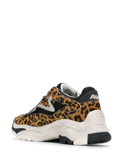 Shop Ash Addict Leopard Print Sneakers In Brown