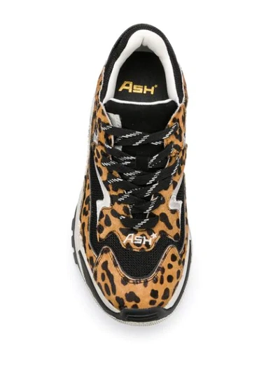 Shop Ash Addict Leopard Print Sneakers In Brown