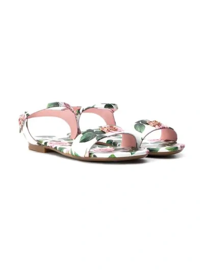 Shop Dolce & Gabbana Teen Tropical Rose Sandals In White