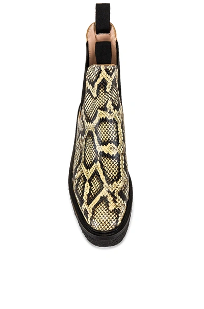 Shop Loeffler Randall Raquel Boot In Sahara Embossed Snake