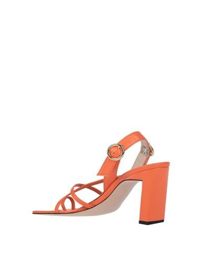 Shop Wandler Woman Thong Sandal Orange Size 6 Lambskin
