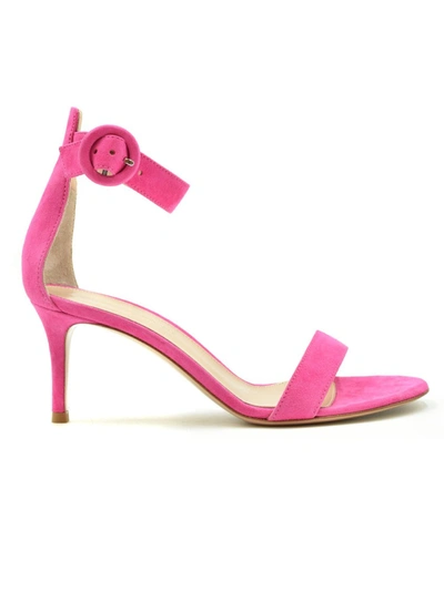 Shop Gianvito Rossi Fuchsia Suede Sandals In Pink