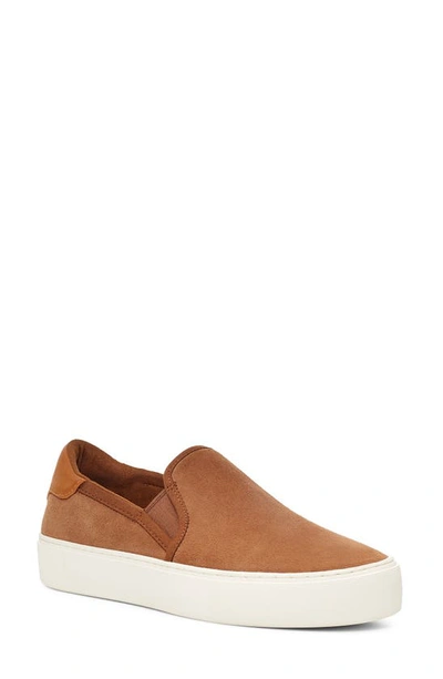 Shop Ugg Cahlvan Slip-on Sneaker In Chestnut Suede