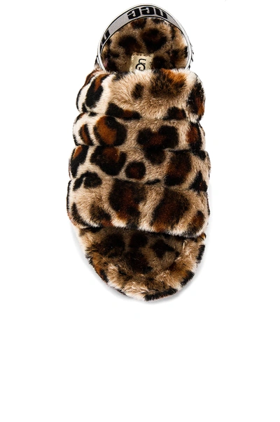 Shop Ugg Fluff Yeah Leopard Shearling Slide In Amphora